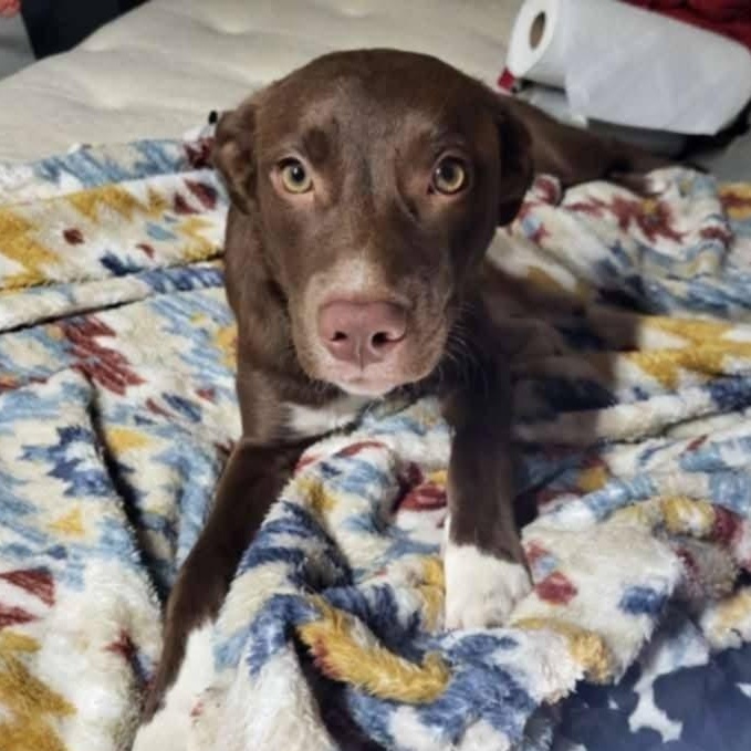 Enlarge Coco, a Adoptable mixed breed in Woburn, MA image 3/6