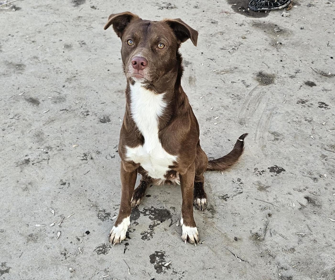 Enlarge Coco, a Adoptable mixed breed in Woburn, MA image 4/6