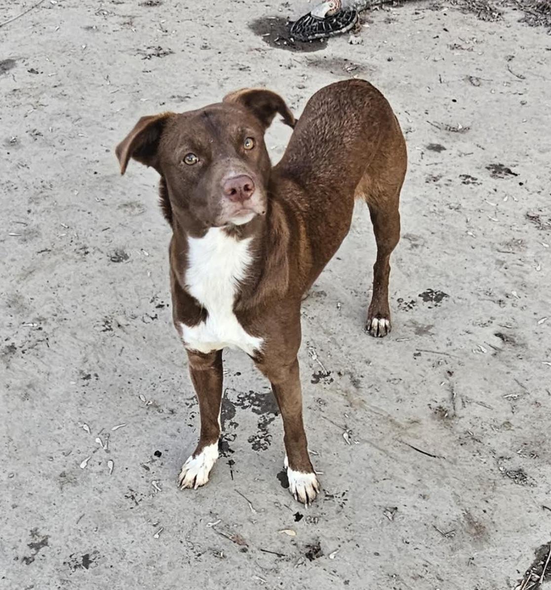 Enlarge Coco, a Adoptable mixed breed in Woburn, MA image 5/6