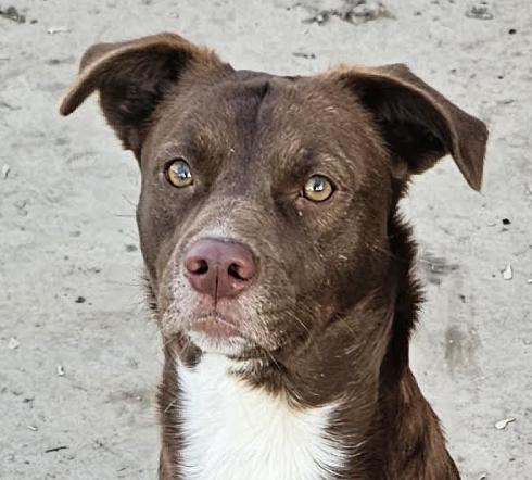 Enlarge Coco, a Adoptable mixed breed in Woburn, MA image 1/6