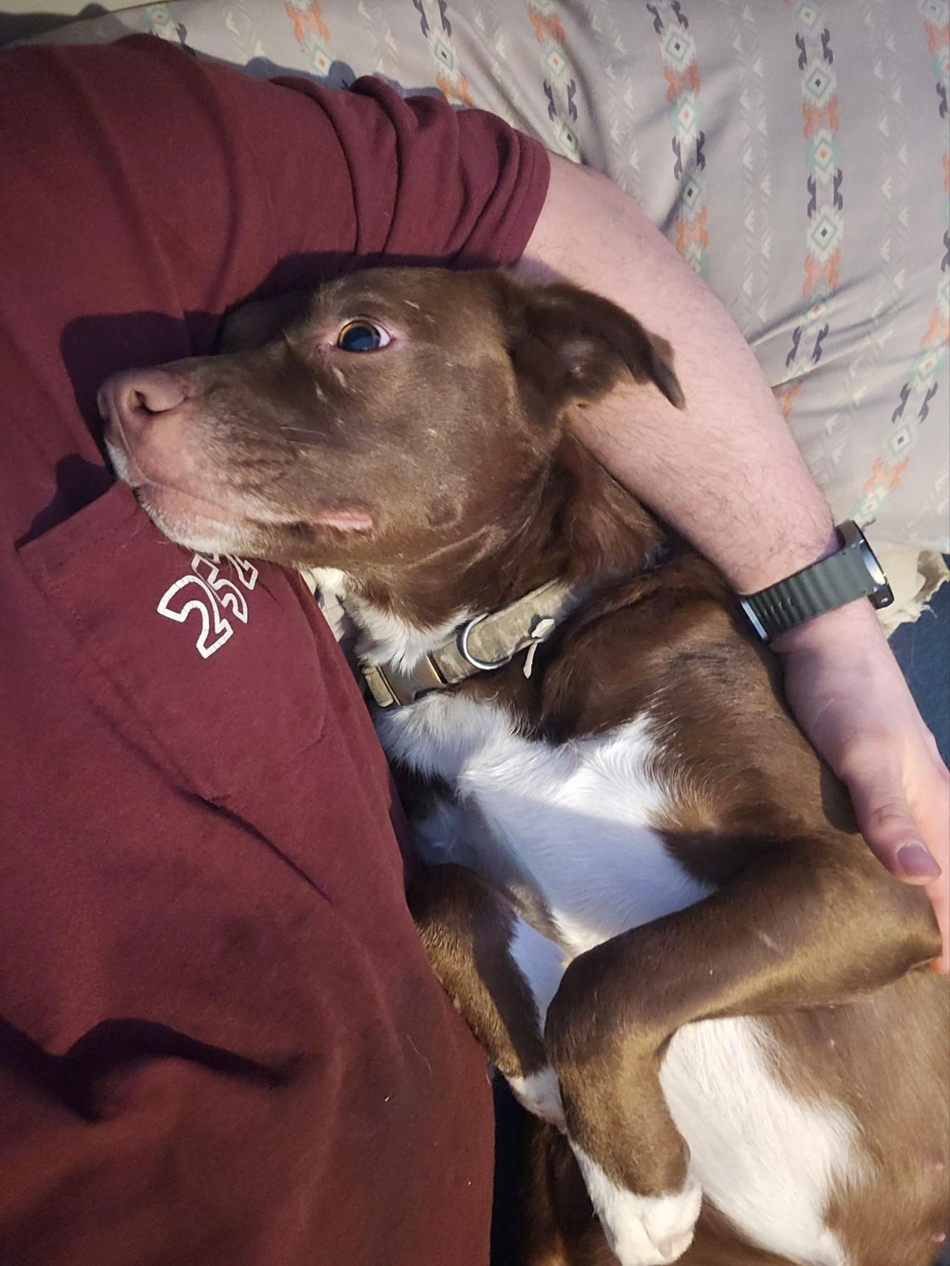 Enlarge Coco, a Adoptable mixed breed in Woburn, MA image 6/6