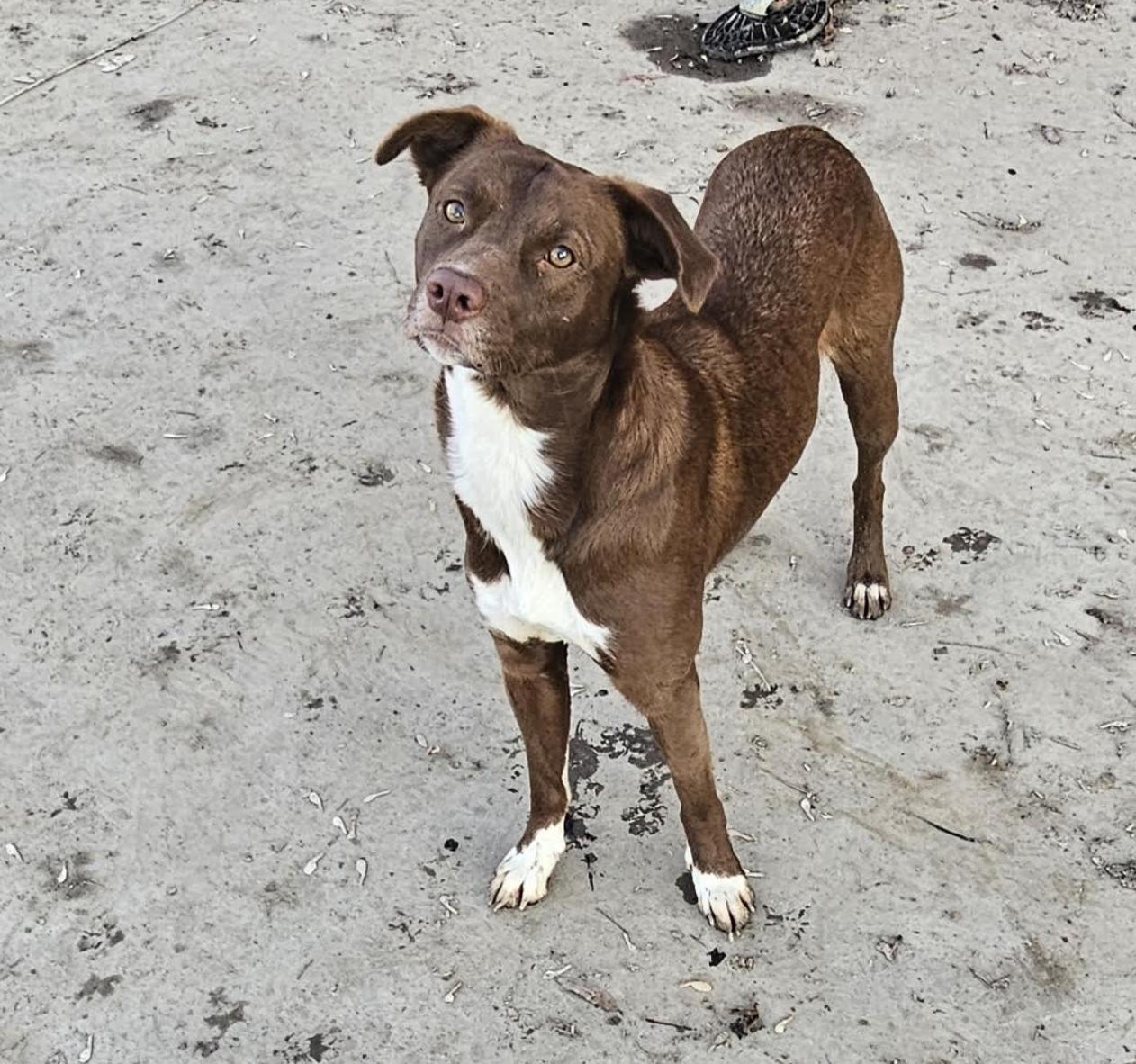 Enlarge Coco, a Adoptable mixed breed in Woburn, MA image 2/6