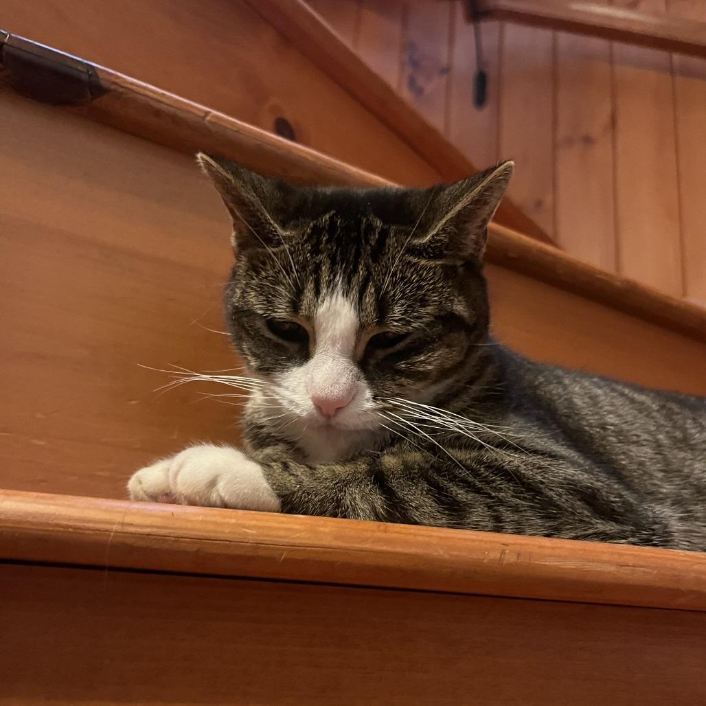 Izzy — thumbnail 2