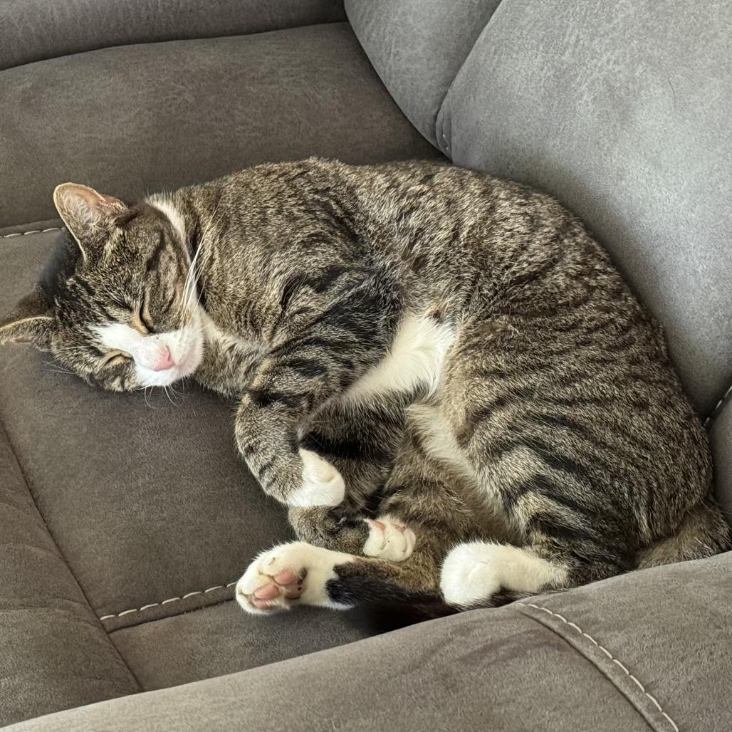 Izzy — thumbnail 4