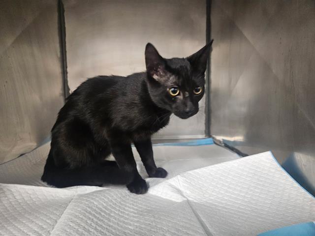 SPIDEY, Adoptable, Kitten Male Domestic Short Hair.