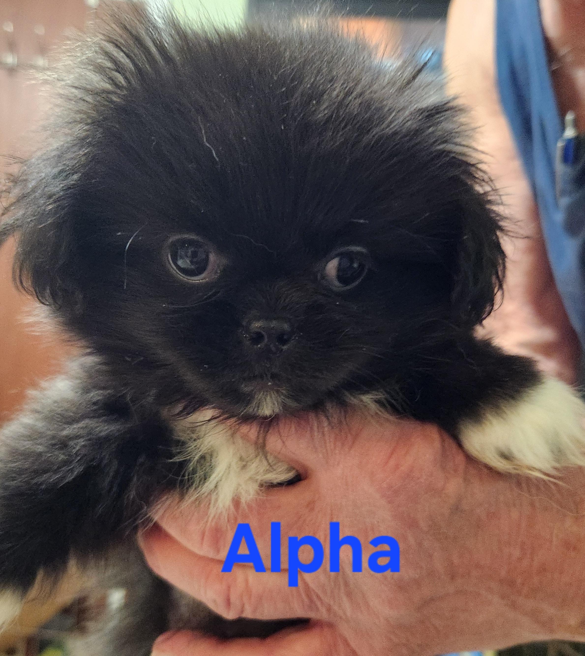 Enlarge Alpha, a ADOPTABLE Pekingese in North Augusta, SC image 1/1