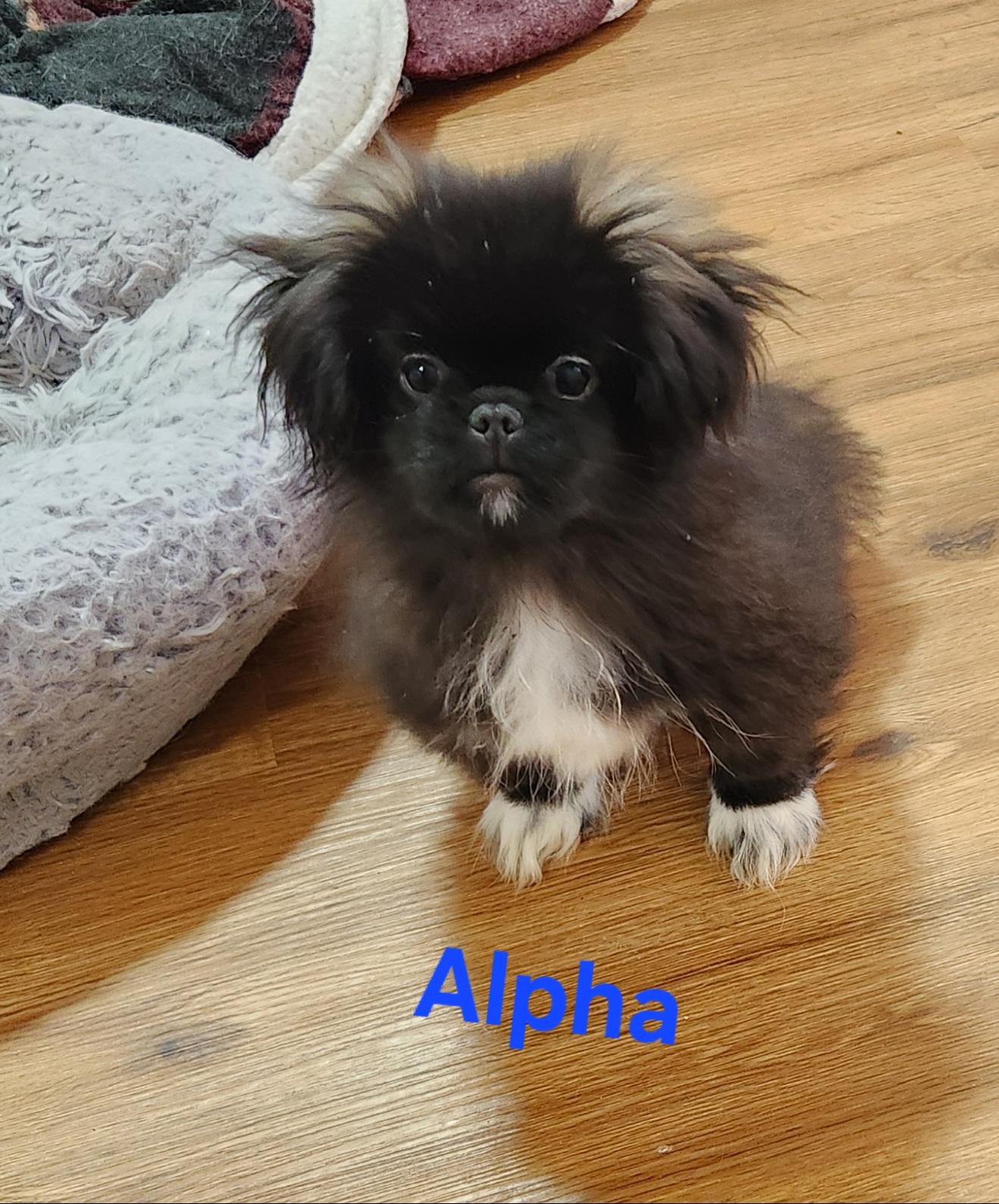 Alpha, ADOPTABLE, Puppy Male Pekingese.