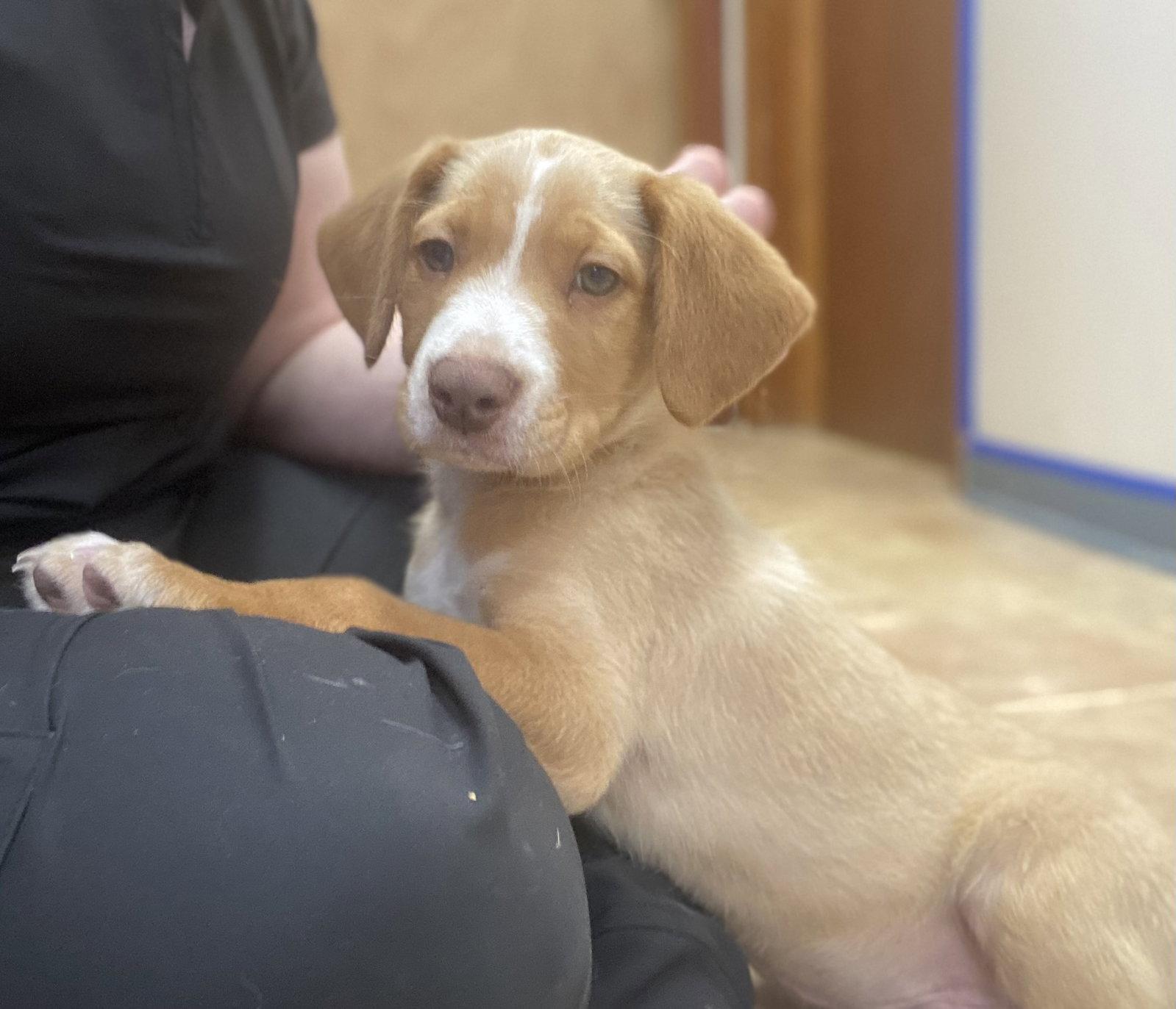 Deno, Adoptable, Young Male Mixed Breed.