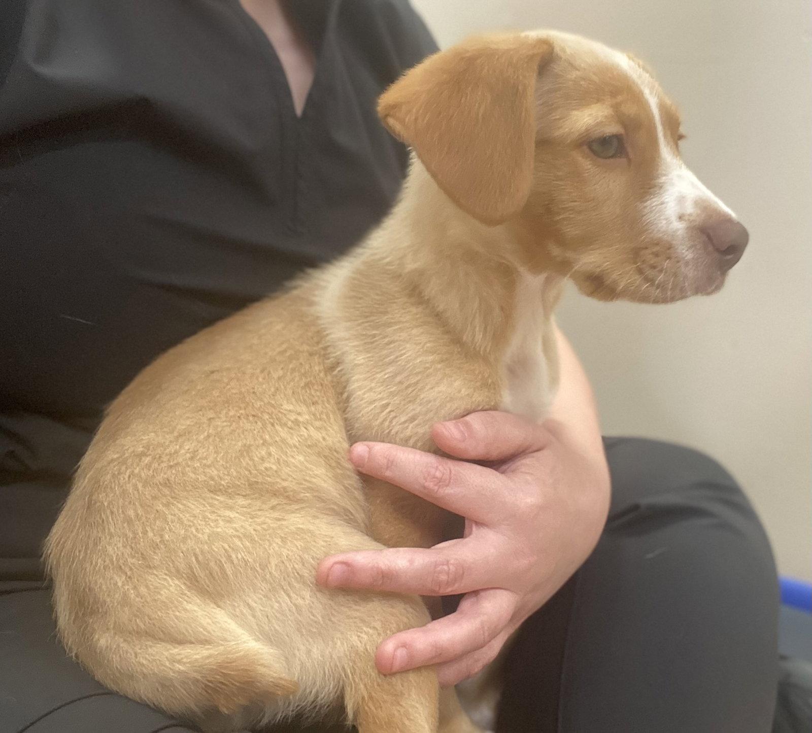 Deno, a Adoptable Mixed Breed in Raleigh, NC image 3/3