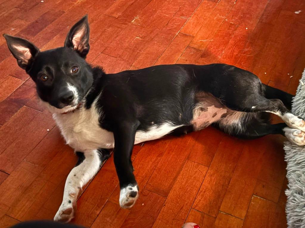 Enlarge Shakira, a Adoptable mixed breed in Fond Du Lac, WI image 2/6