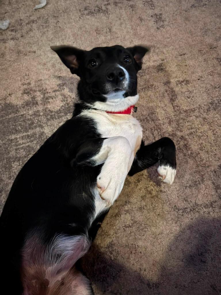 Enlarge Shakira, a Adoptable mixed breed in Fond Du Lac, WI image 4/6