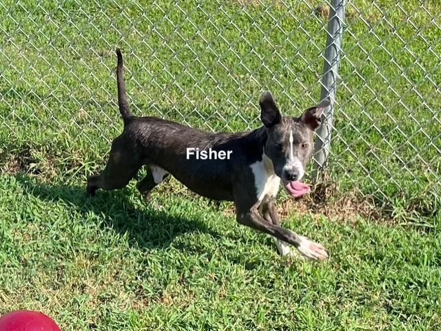 Fisher, Adoptable, Young Male American Staffordshire Terrier.