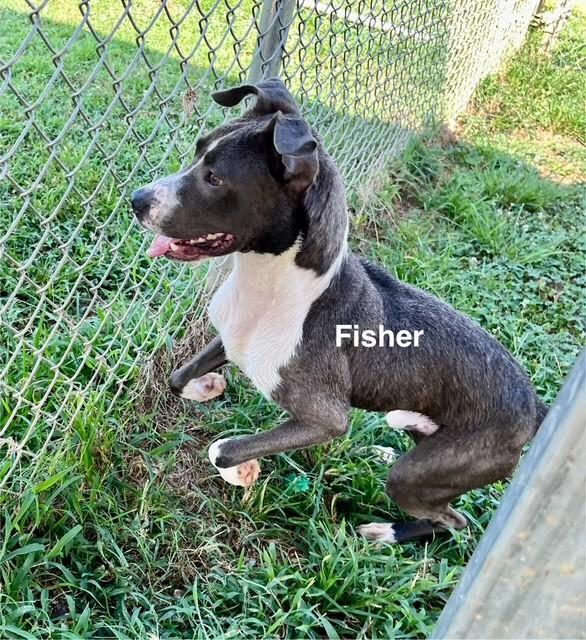 Enlarge Fisher, a Adoptable American Staffordshire Terrier in Newberry, SC image 2/4