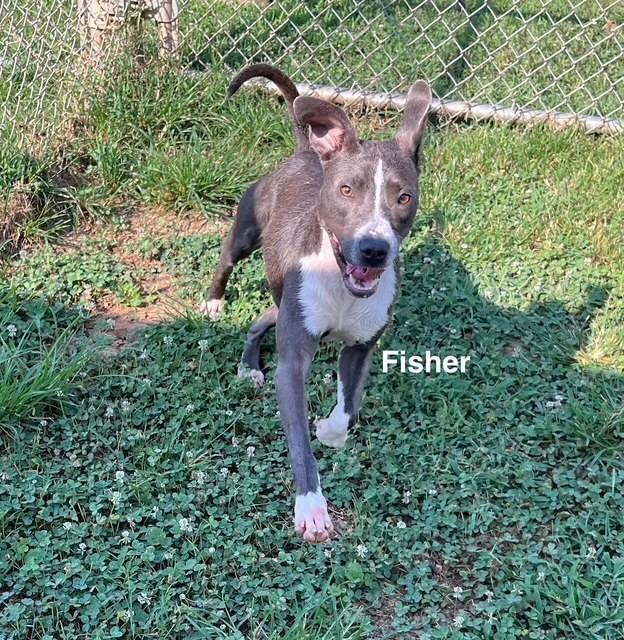 Enlarge Fisher, a Adoptable American Staffordshire Terrier in Newberry, SC image 3/4