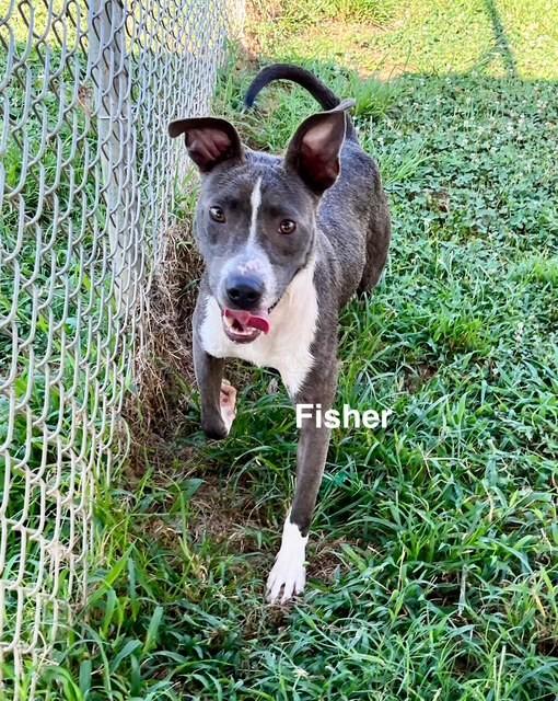 Enlarge Fisher, a Adoptable American Staffordshire Terrier in Newberry, SC image 4/4