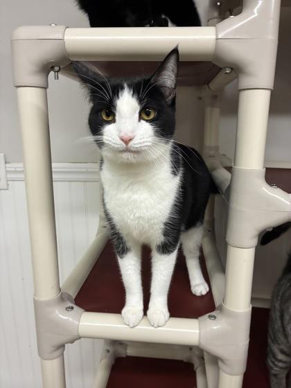 Esther, Adoptable, Kitten Female Domestic Short Hair & Domestic Short Hair.