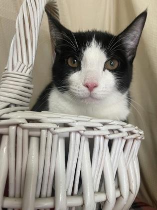 Esther, Adoptable, Kitten Female Domestic Short Hair & Domestic Short Hair.