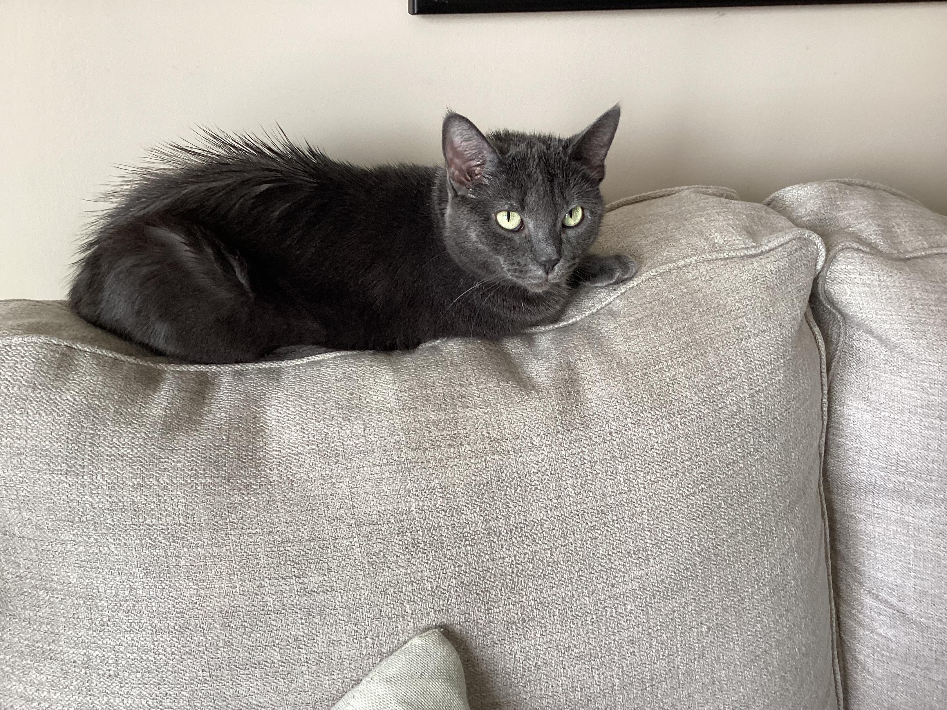 Enlarge Silver, an adopted Domestic Short Hair in Cambridge, ON image 3/3