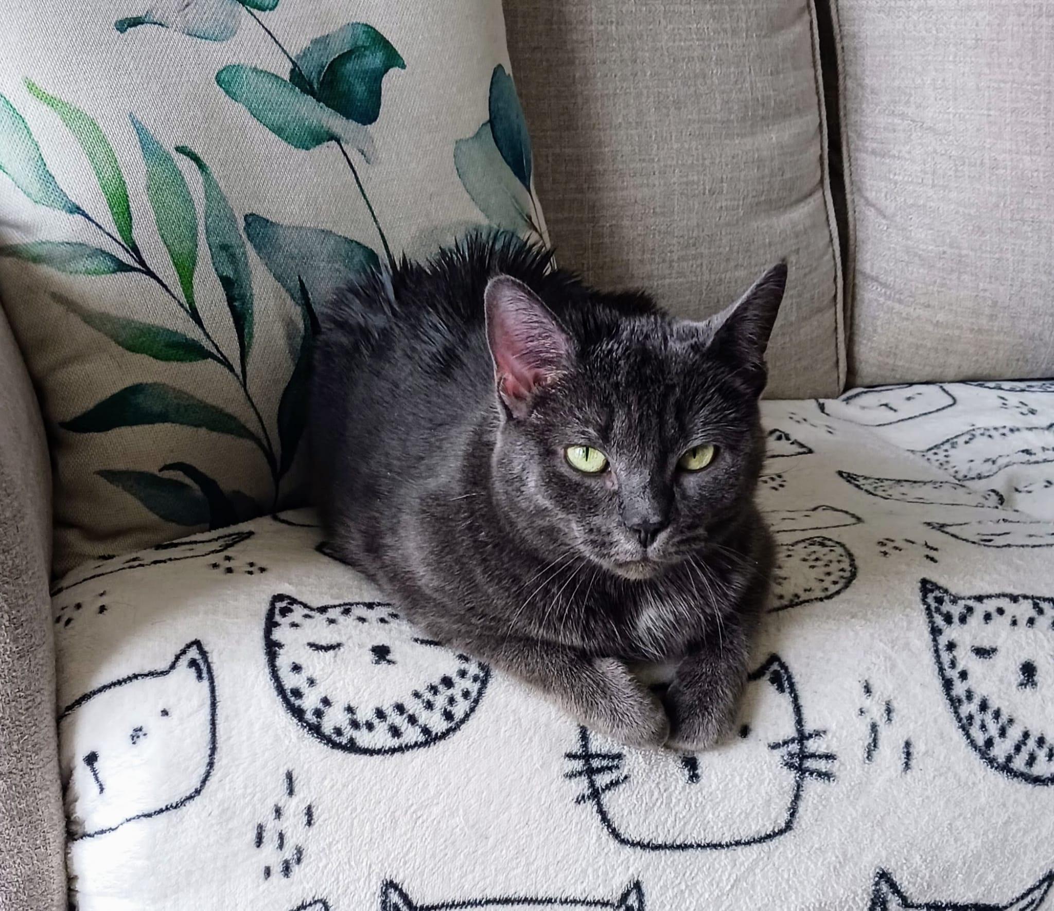 Enlarge Silver, an adopted Domestic Short Hair in Cambridge, ON image 1/3
