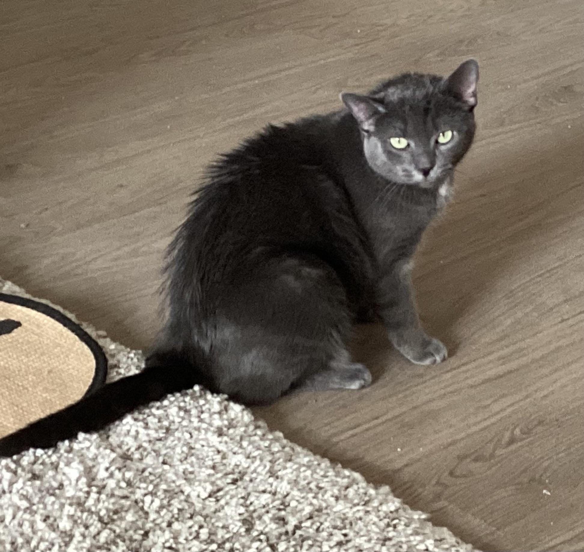 Enlarge Silver, an adopted Domestic Short Hair in Cambridge, ON image 2/3