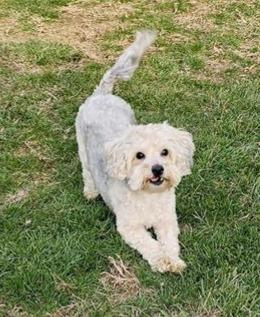 Enlarge Zeke, a ADOPTABLE mixed breed in Lancaster, PA image 1/3