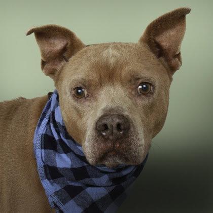 Enlarge Grandpa Jasper, a Adopted Pit Bull Terrier in Stratham, NH image 1/3