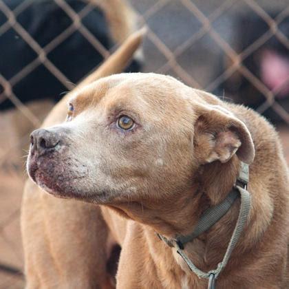Enlarge Grandpa Jasper, a Adopted Pit Bull Terrier in Stratham, NH image 2/3