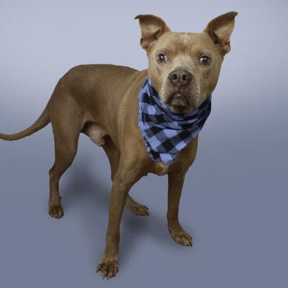 Enlarge Grandpa Jasper, a Adopted Pit Bull Terrier in Stratham, NH image 3/3