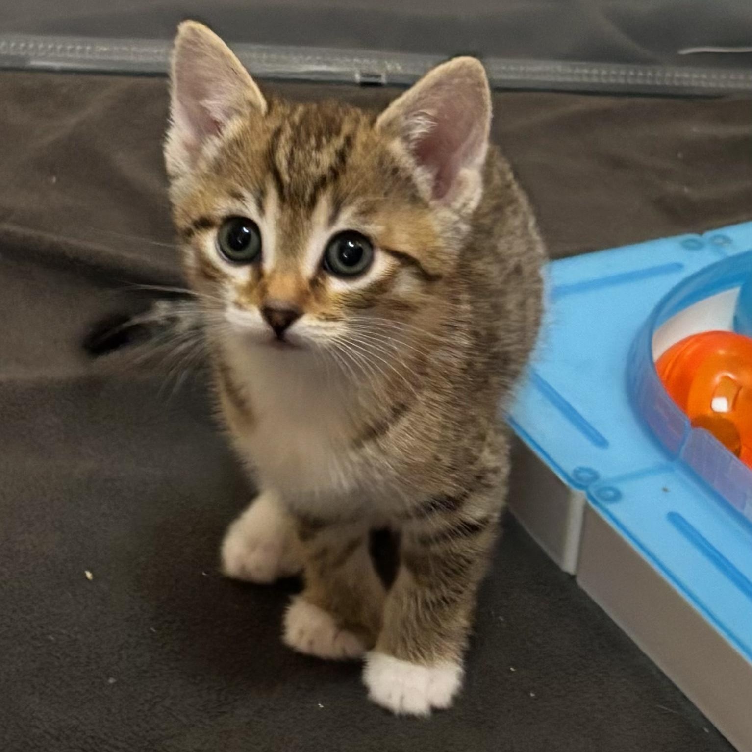 Enlarge Flare, an adopted Tabby in San Juan Capistrano, CA image 1/2