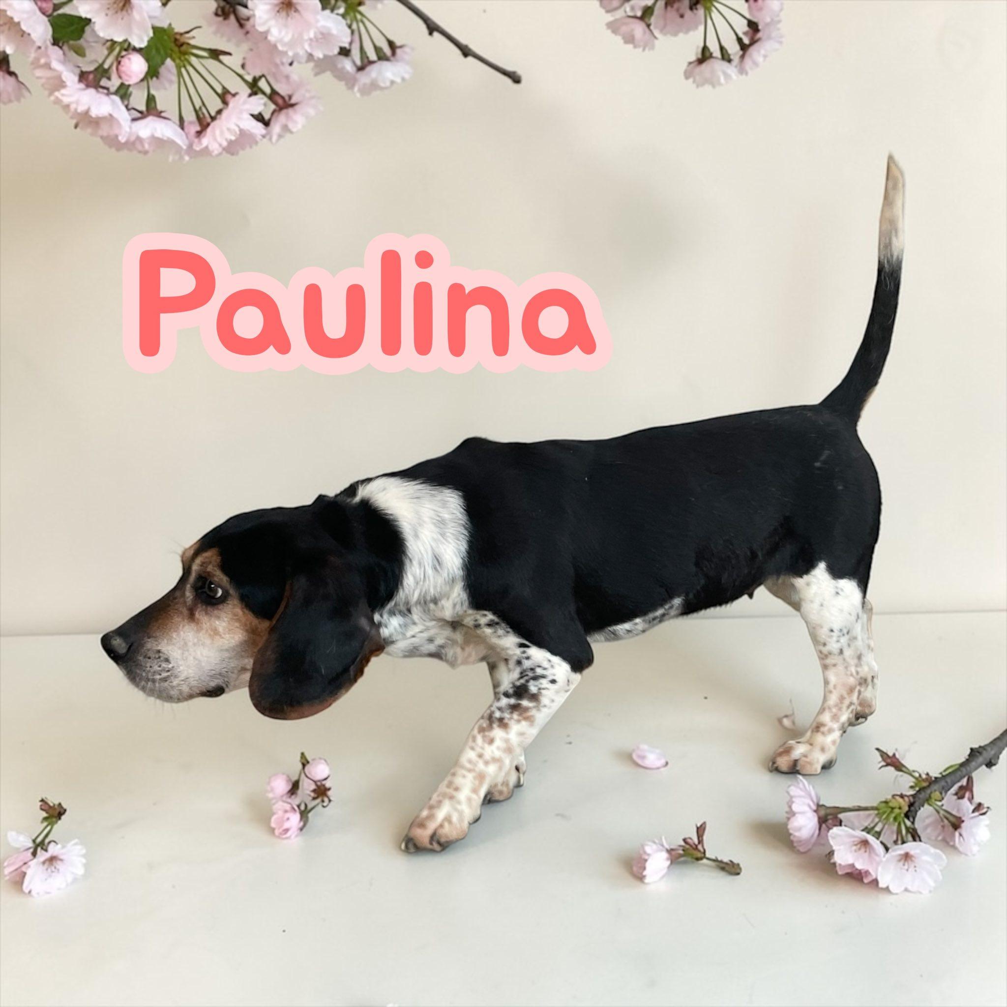 Paulina