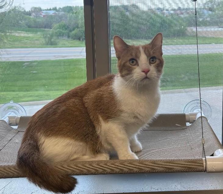 Charlie, ADOPTABLE, Adult Male Domestic Short Hair.