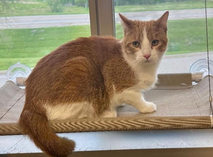Enlarge Charlie, a ADOPTABLE Domestic Short Hair in Pella, IA image 2/2