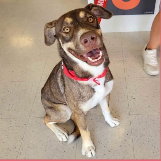 Andy, Adopted, Adult Male Mixed Breed.