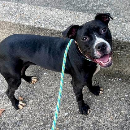 Cassidy, a Adoptable Mixed Breed in Miamitown, OH image 2/3
