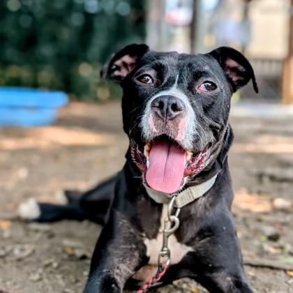 Cassidy, Adoptable, Young Female Mixed Breed.