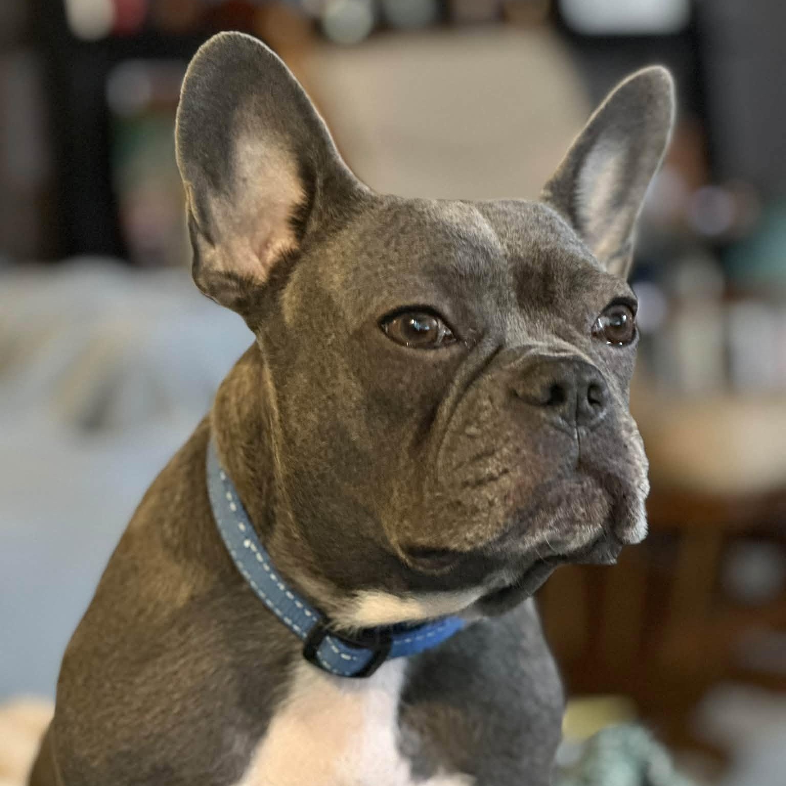Enlarge Kallie, a Adoptable French Bulldog in Hartland, WI image 2/6