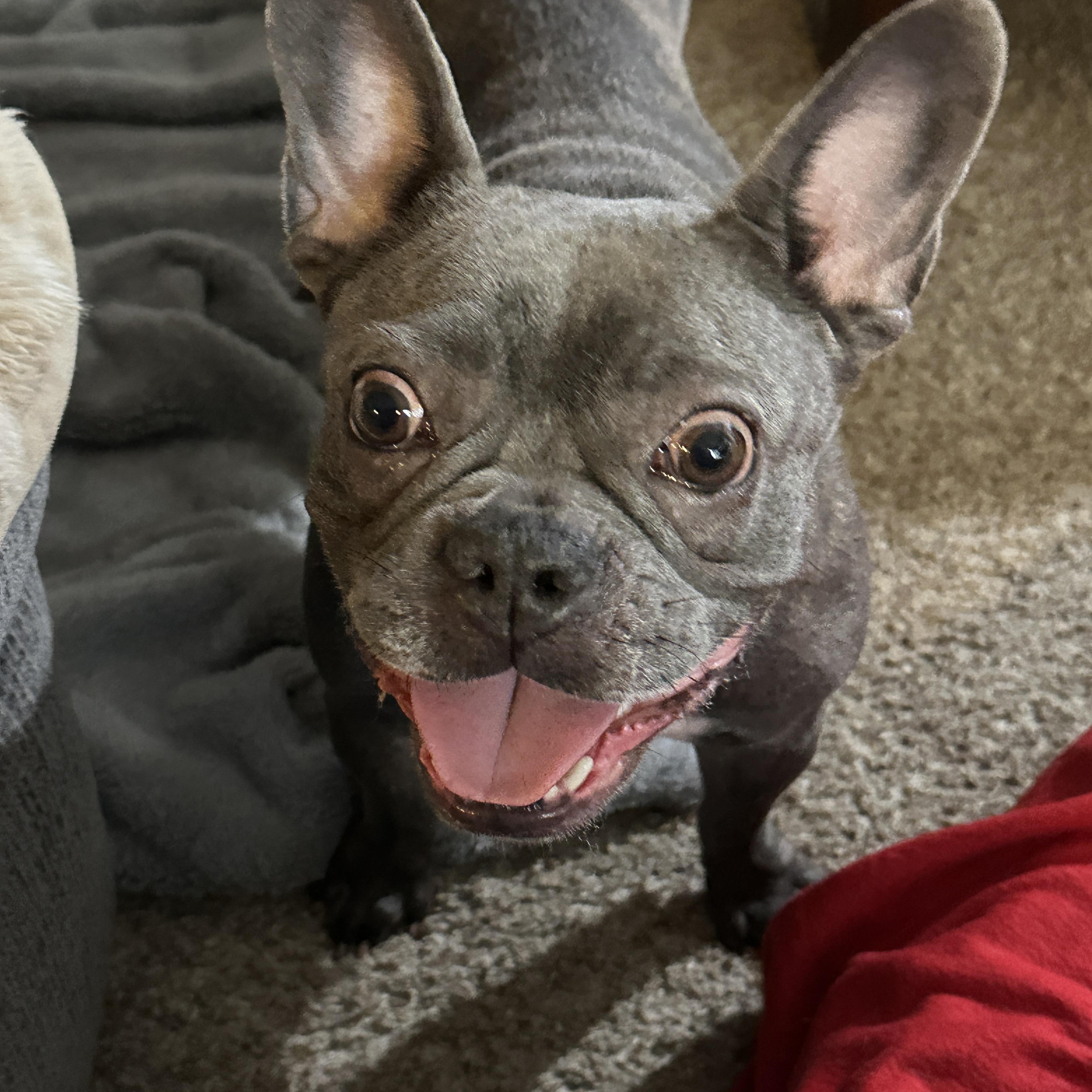 Enlarge Kallie, a Adoptable French Bulldog in Hartland, WI image 1/6
