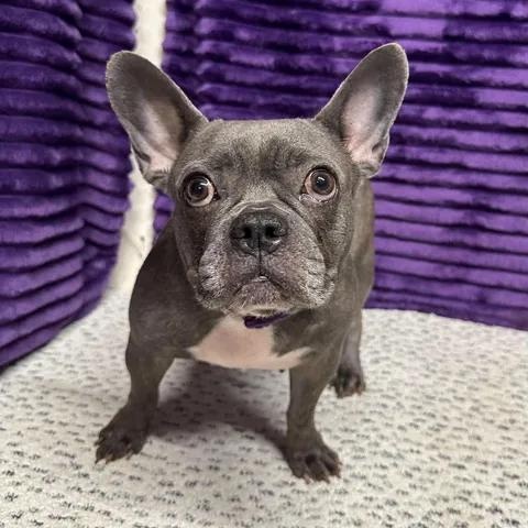 Enlarge Kallie, a Adoptable French Bulldog in Hartland, WI image 4/6