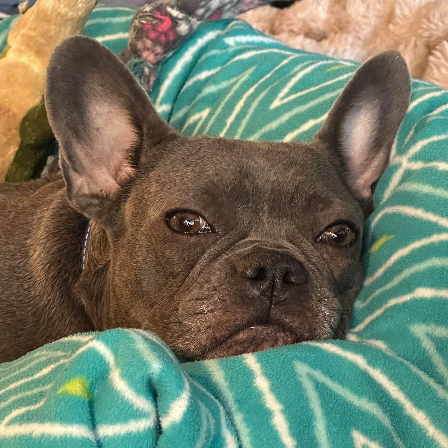 Enlarge Kallie, a Adoptable French Bulldog in Hartland, WI image 3/6