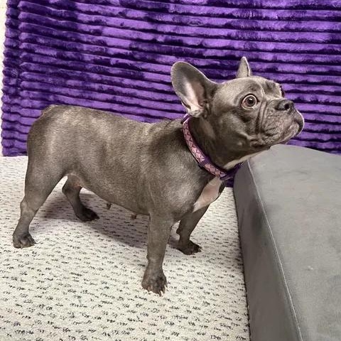 Enlarge Kallie, a Adoptable French Bulldog in Hartland, WI image 5/6