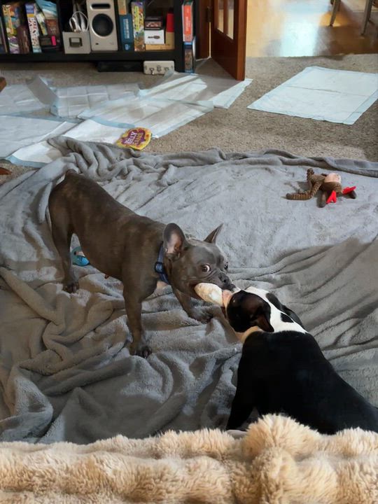 Enlarge Kallie, a Adoptable French Bulldog in Hartland, WI video 6/6