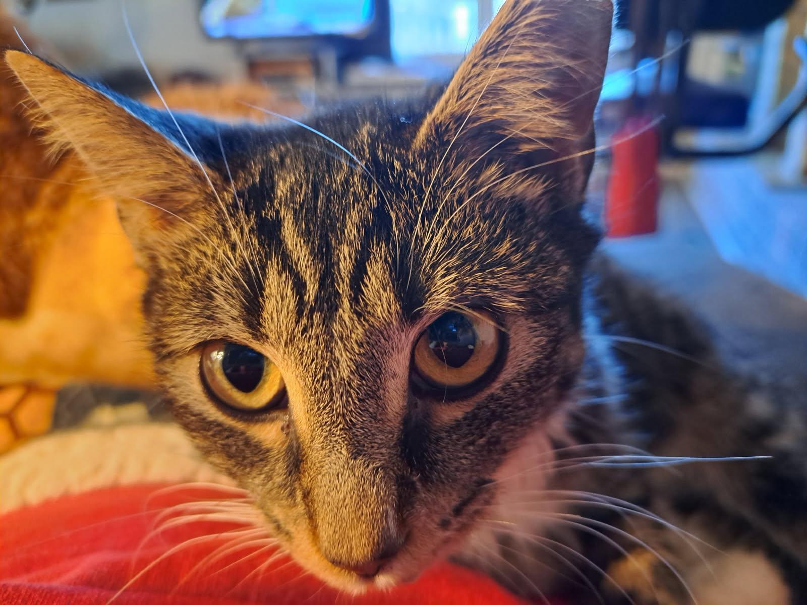 Sara’s cat, a Adoptable Domestic Short Hair in Marvin, NC image 1/6