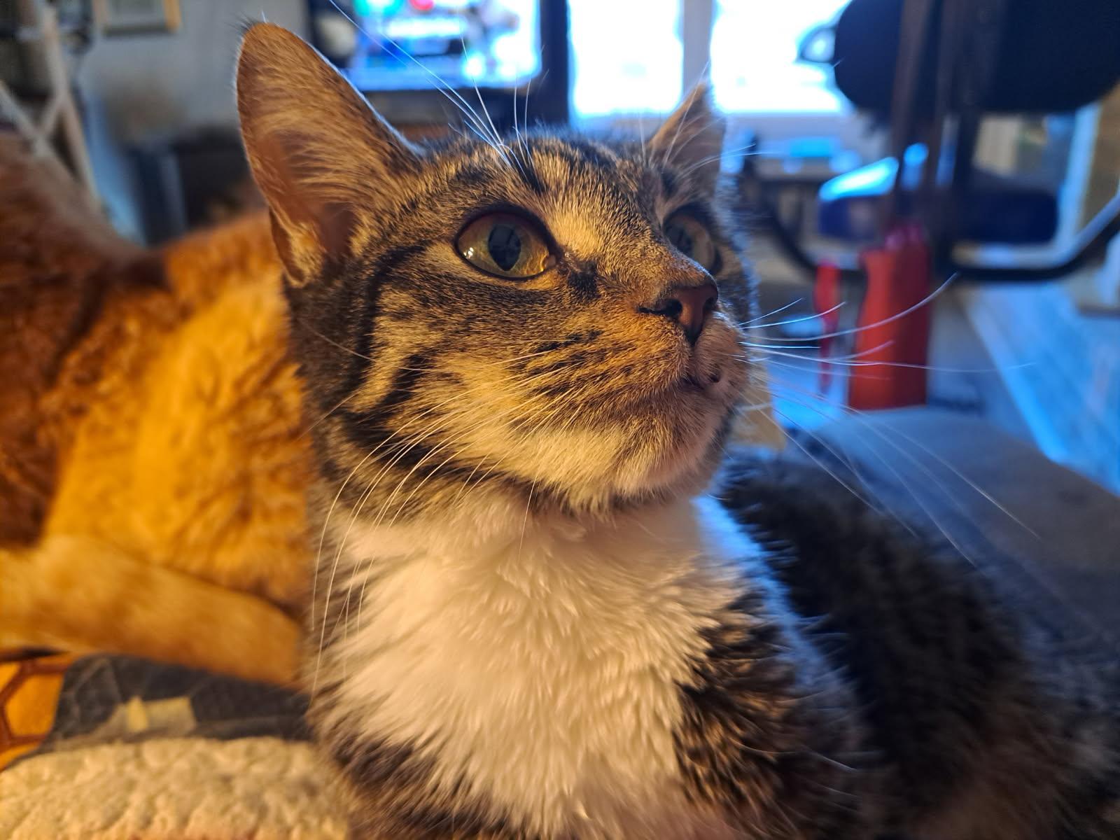 Sara’s cat, a Adoptable Domestic Short Hair in Marvin, NC image 2/6