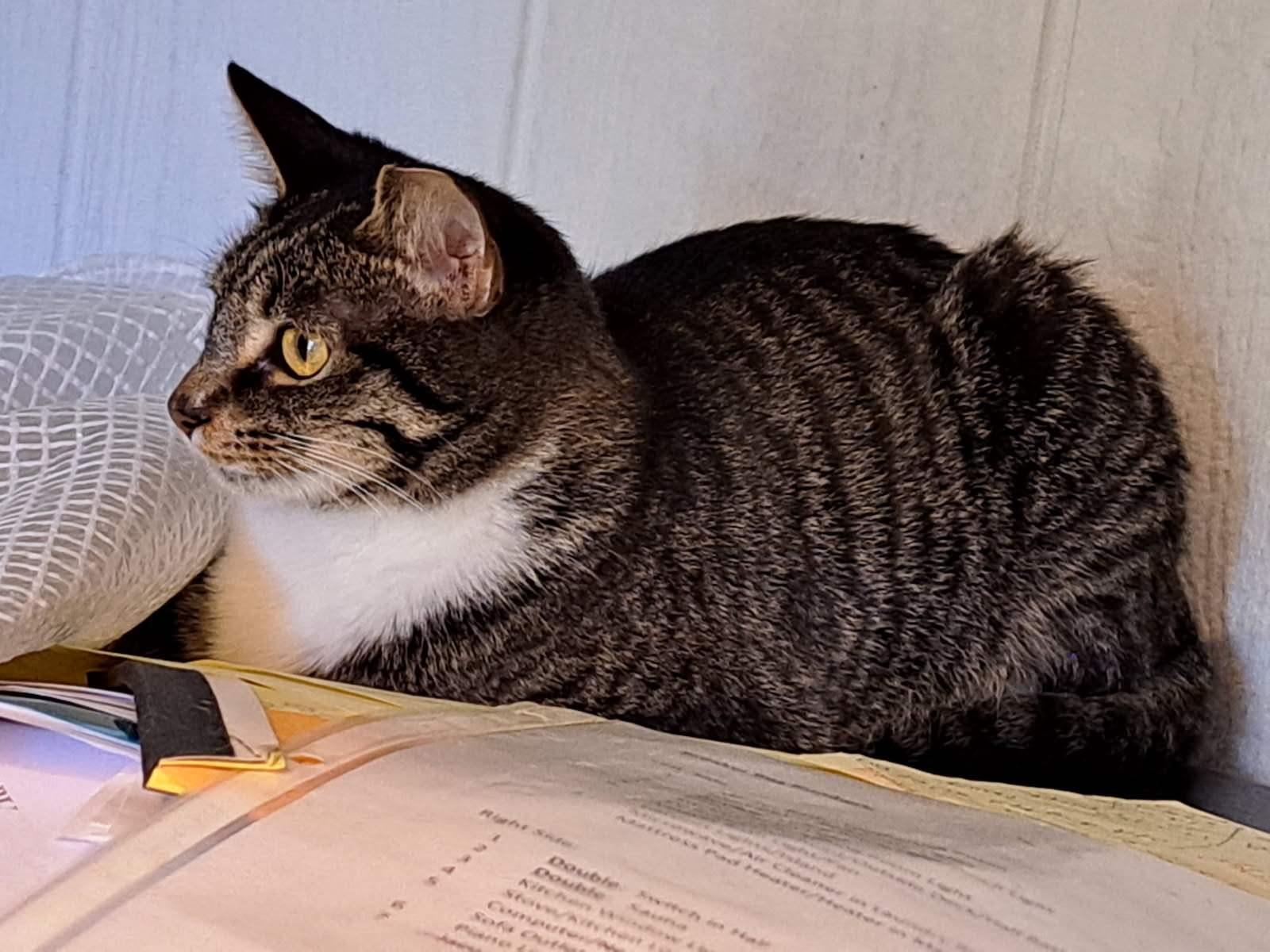 Sara’s cat, a Adoptable Domestic Short Hair in Marvin, NC image 3/6