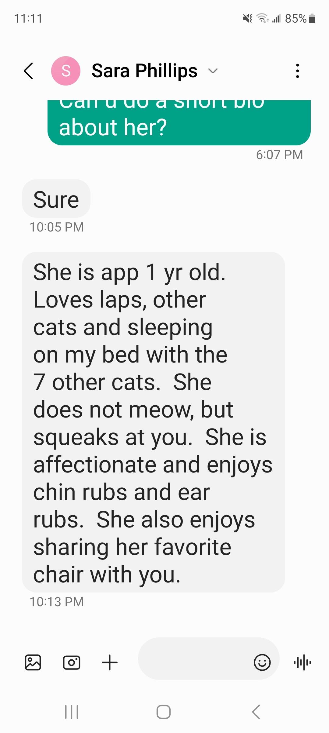 Sara’s cat, a Adoptable Domestic Short Hair in Marvin, NC image 4/6