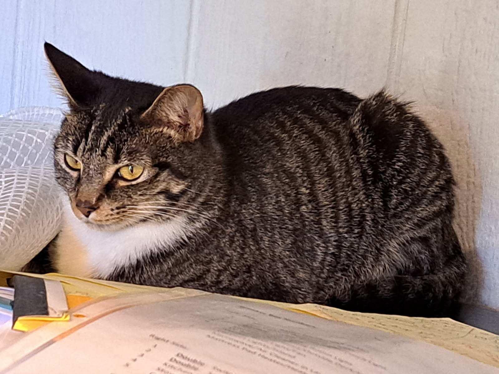 Sara’s cat, a Adoptable Domestic Short Hair in Marvin, NC image 5/6