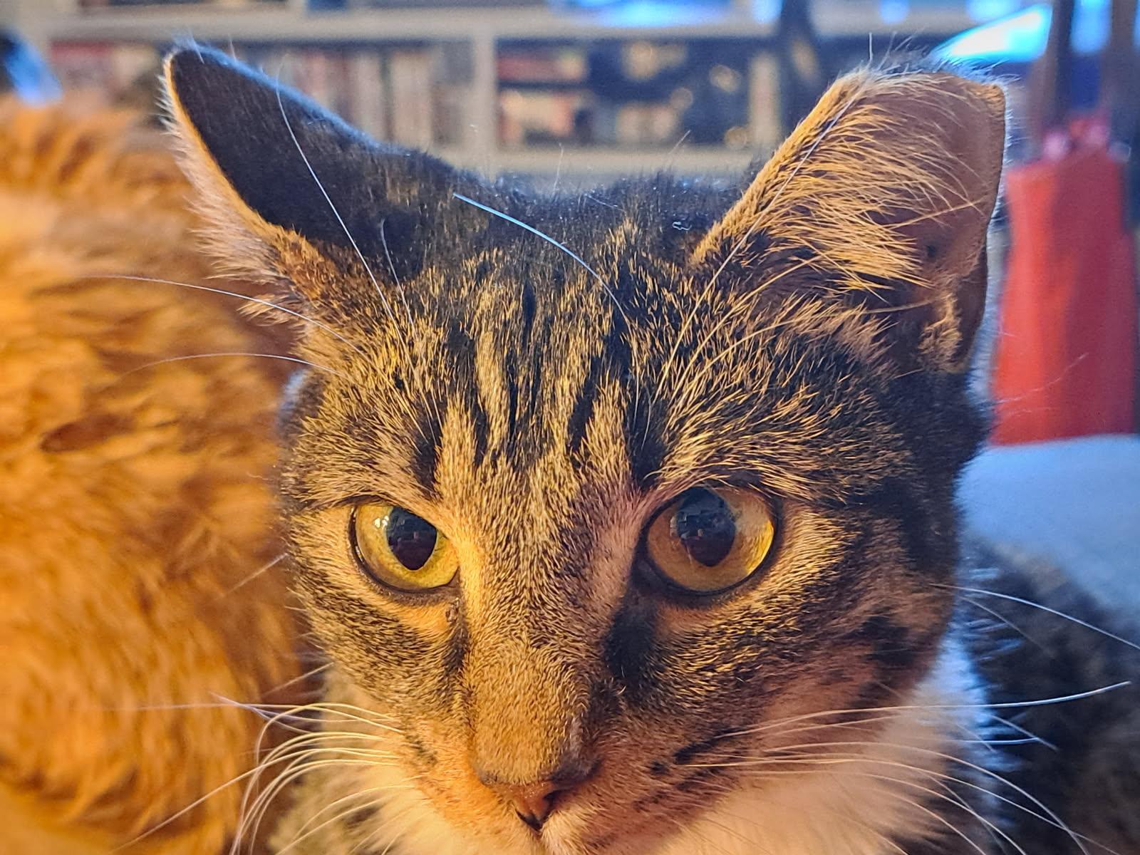 Sara’s cat, a Adoptable Domestic Short Hair in Marvin, NC image 6/6