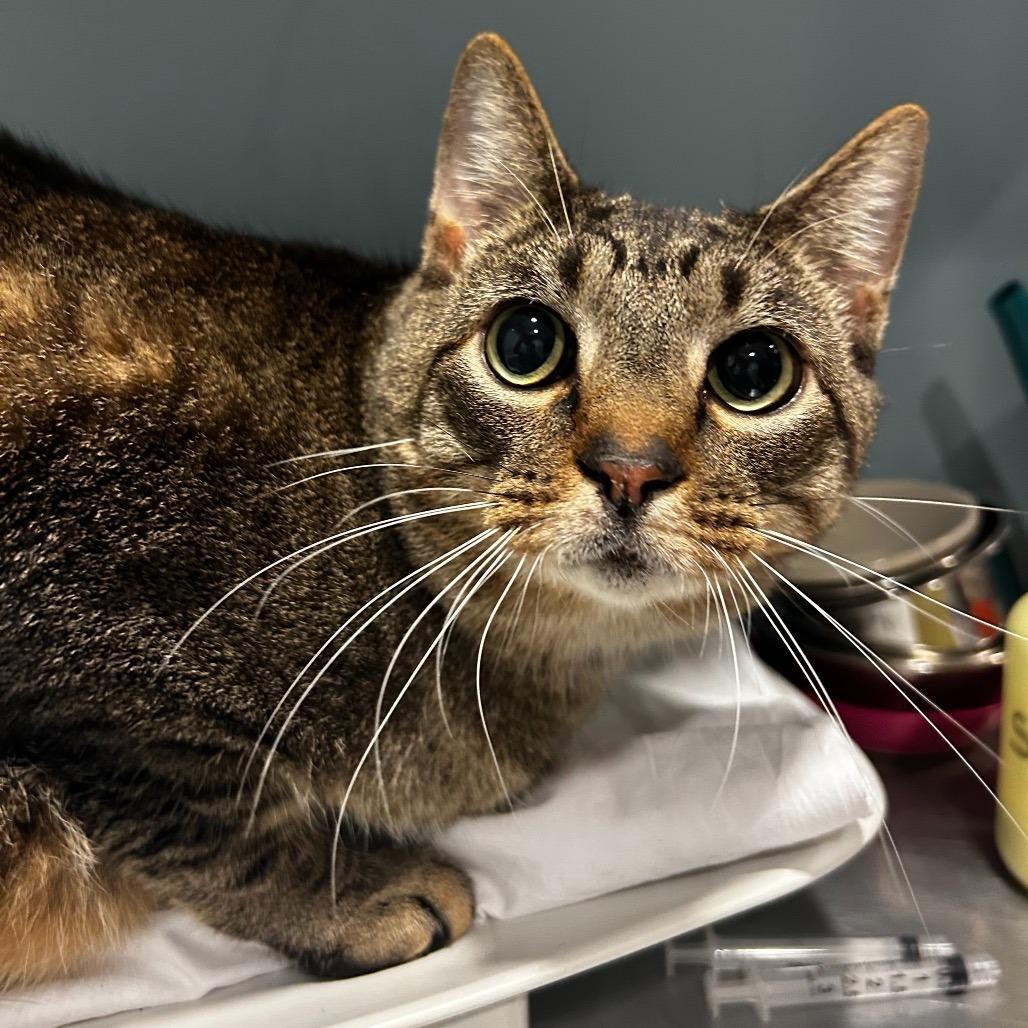 Ying Yang, Adoptable, Adult Male Domestic Short Hair.