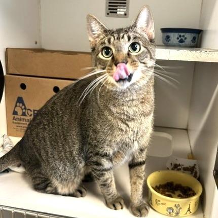 Enlarge Ying Yang, a Adoptable Domestic Short Hair in Novelty, OH image 2/3