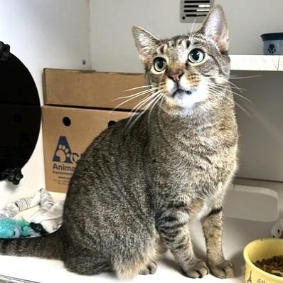Enlarge Ying Yang, a Adoptable Domestic Short Hair in Novelty, OH image 3/3